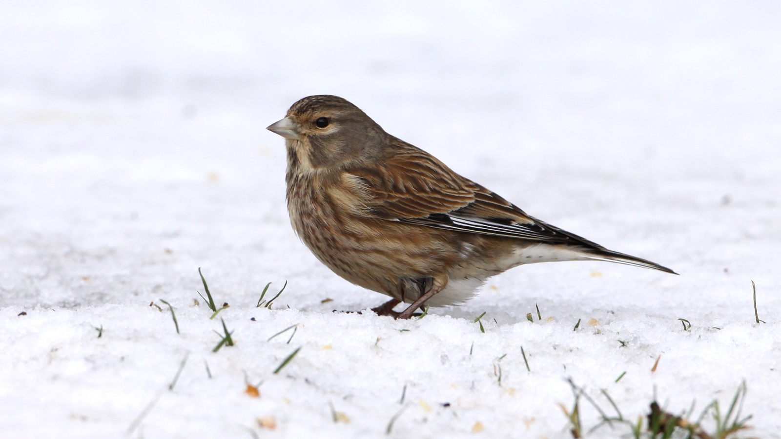 How to help birds survive in freezing weather