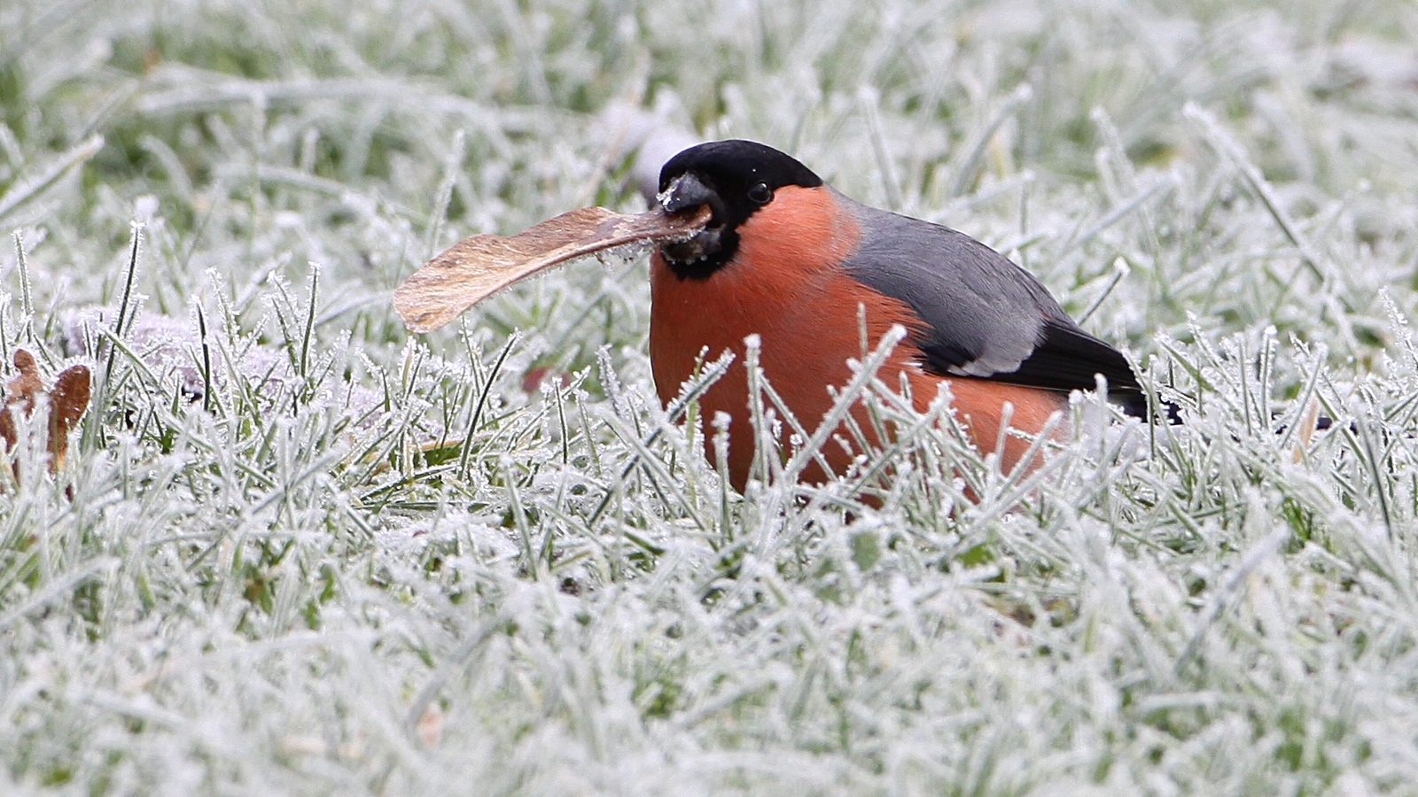 4 Tips For Feeding Hungry Birds In Cold Weather
