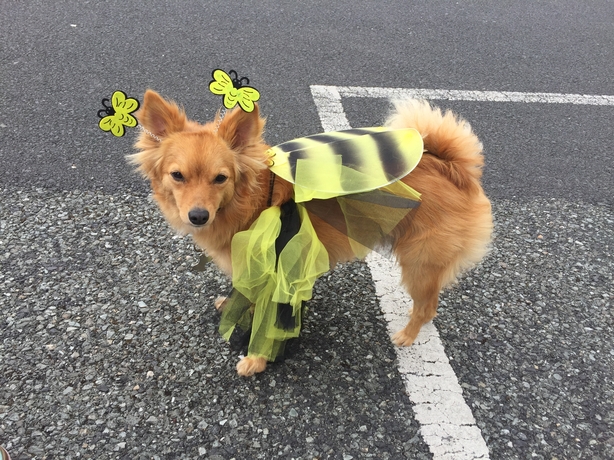 BUMBLEair's little volunteer mascot, Vicky