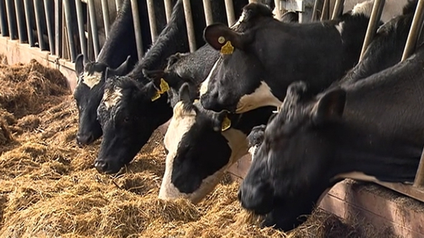 A combination of poor underfoot conditions and a lack of grass growth means farmers are running out of silage and other feedstuffs