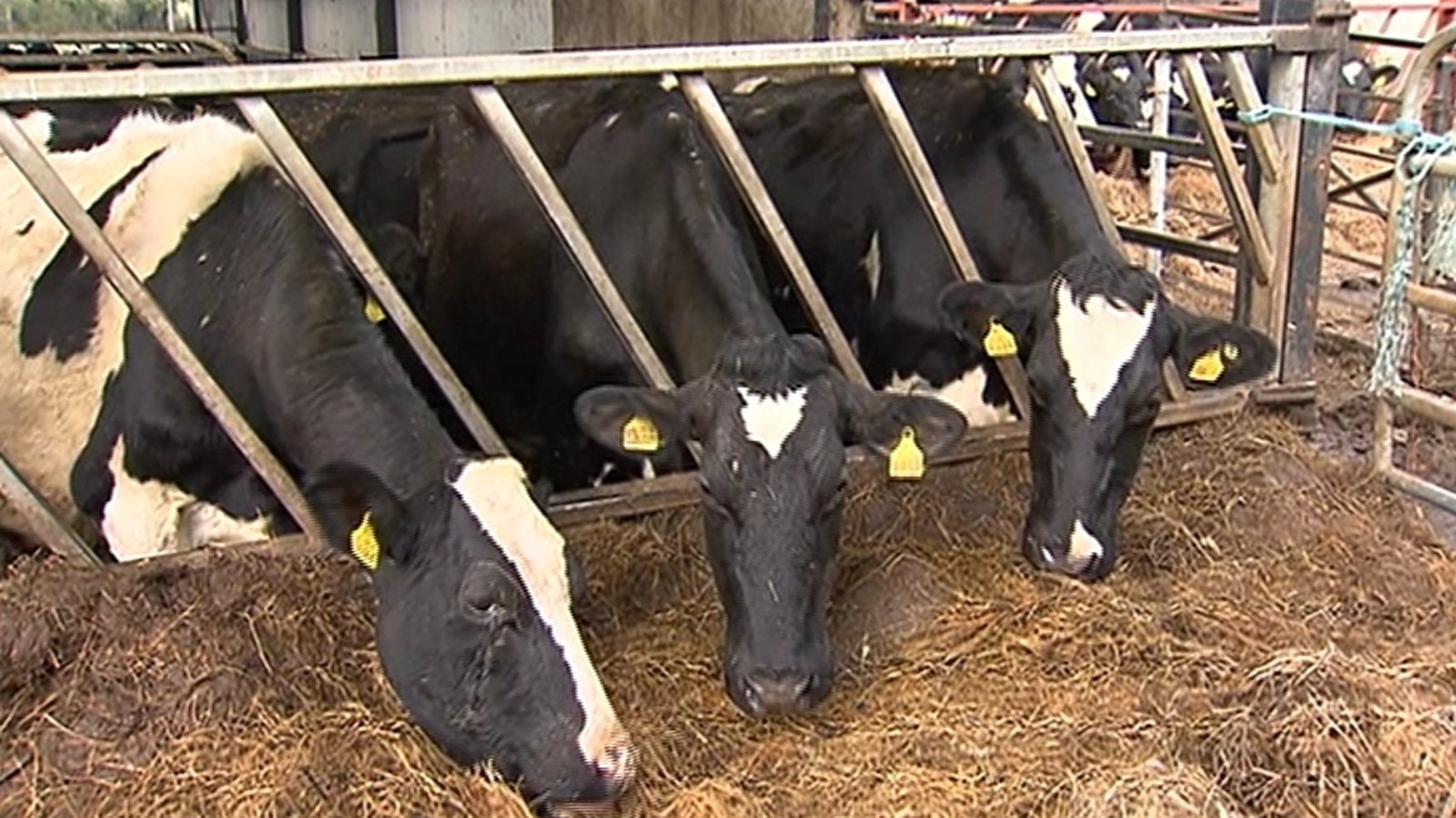 basic-hygiene-in-dairy-farming-south-africa