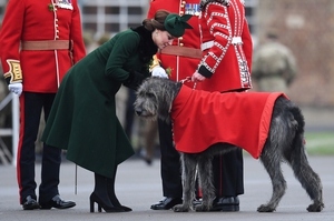 Catherine, the Duchess of Cambridge, fixes a shamrock to the collar of Irish Wolfhound, Domhnall, the regimental mascot of the Irish Guards