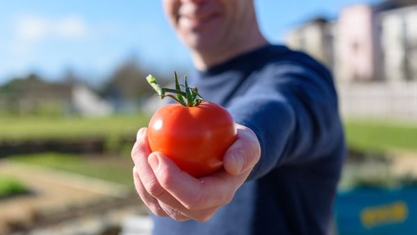 Learn how to make Garden Tomato Salsa and Tomato Pesto on Grow Cook Eat
