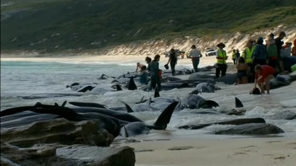 Rescuers were trying to save the surviving whales (Images: Leearne Hollowood and Hamelin Bay Holiday Park)