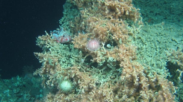 Cold waster coral reef