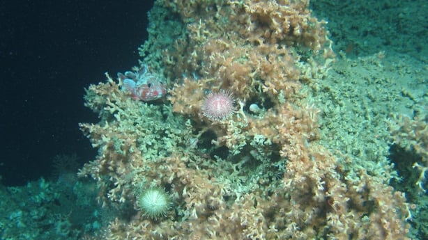 Coral Reef off Kerry Coast