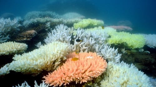 The Great Barrier Reef has suffered significant bouts of coral bleaching due to rising sea temperatures