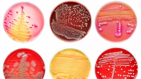 Bacteria have been around for much longer than us so they have had plenty of time to adapt to the changeable conditions on our planet. Photo: iStock