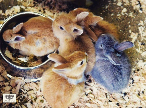 Pet Farm