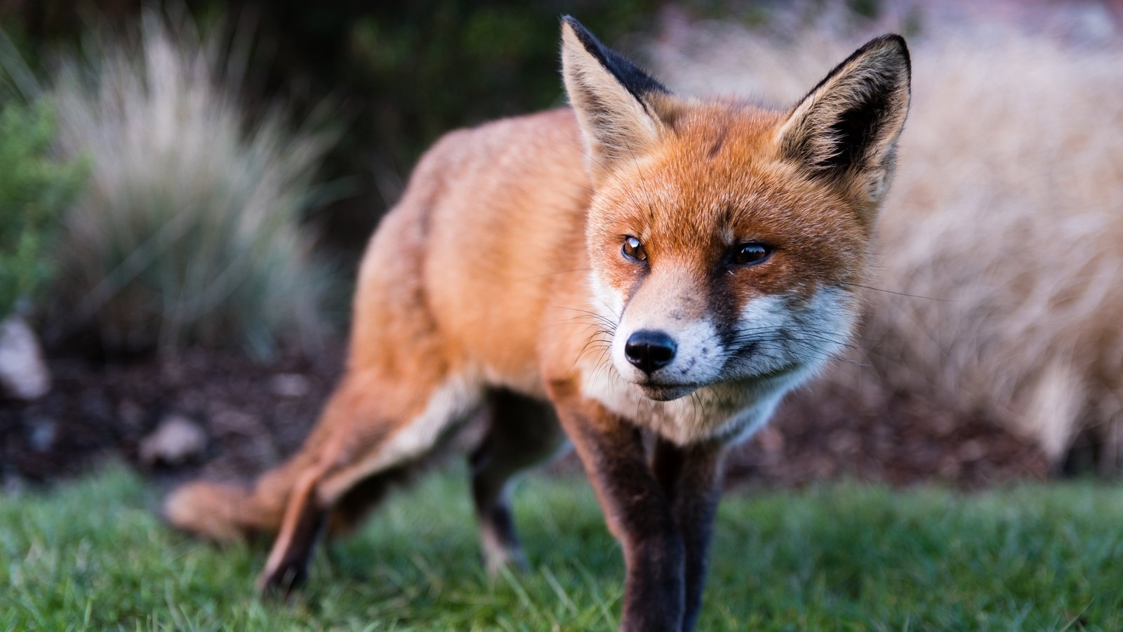 Are Urban Foxes Dangerous To Cats