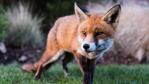 Everything you need to know about urban foxes