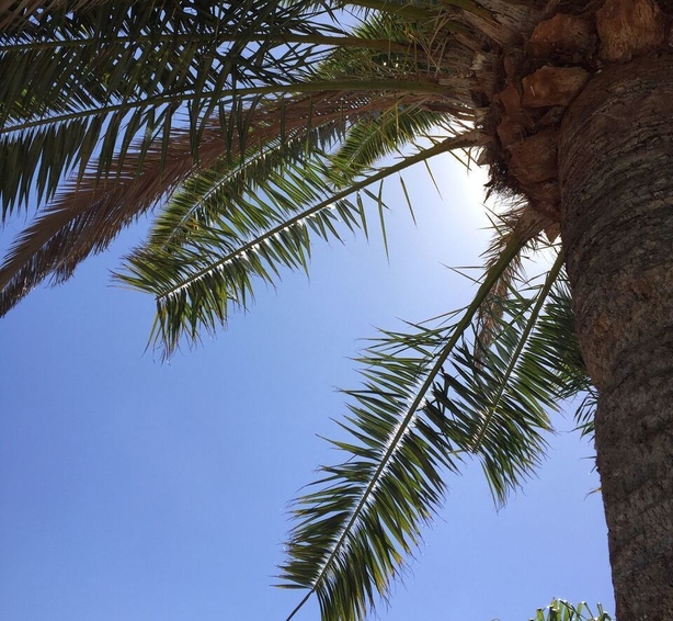 sunny palm tree