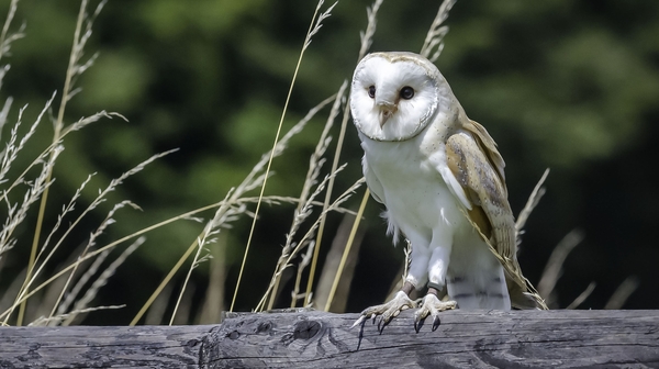 Want to see your bird watching photos on TV?