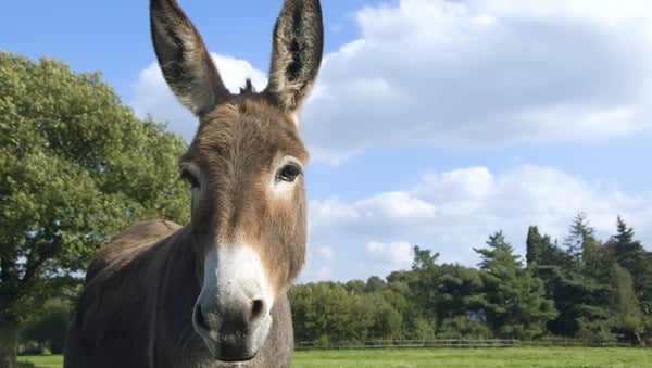 Secret Life of... Donkeys