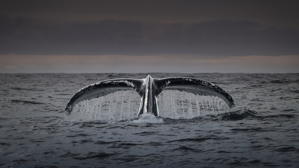 Ireland's Deep Atlantic