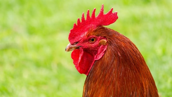 The Secret Life of... Roosters
