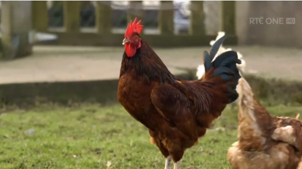 rooster