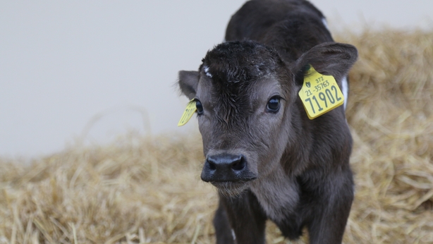 calf