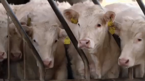 cows