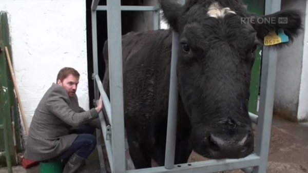 Bernard O'Shea tries a new tactic in 'Pull the Udder One'