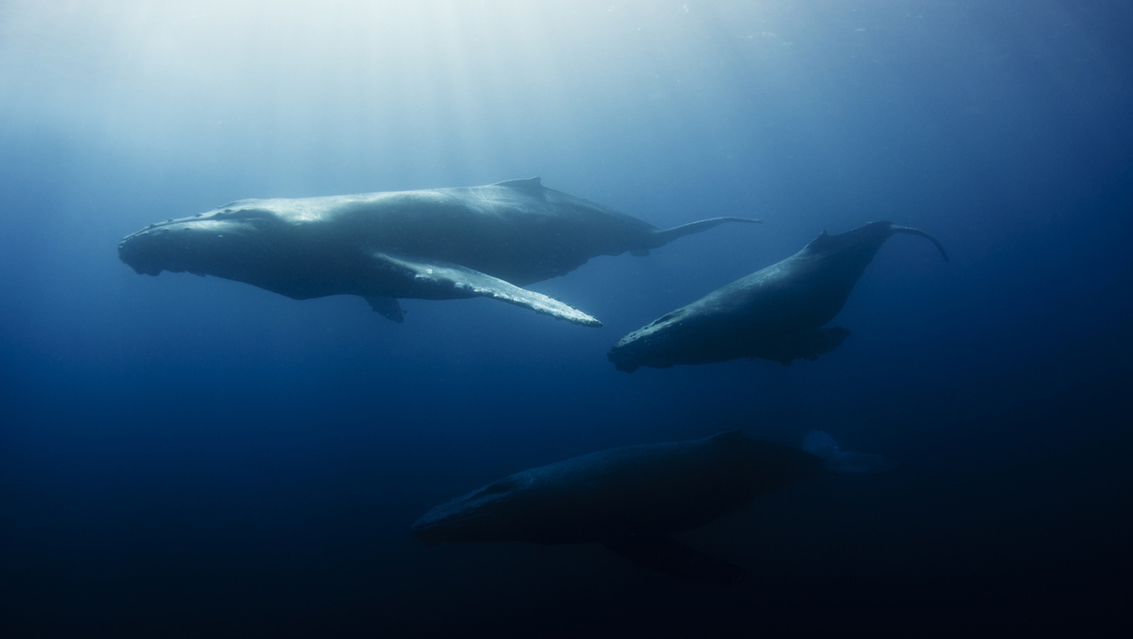 Слушать океан киты. Киты реальные фото. Северный гладкий кит (eubalaena glacialis). Слушать океан киты. Киты в океане.