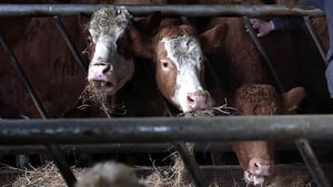 The Independent Farmers of Ireland say the deal hammered out with the meat industry last weekend is the key to stabilising incomes for beef farmers