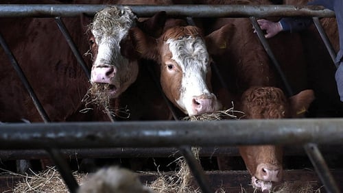 The IFA said the deal will be devastating for Irish beef farmers