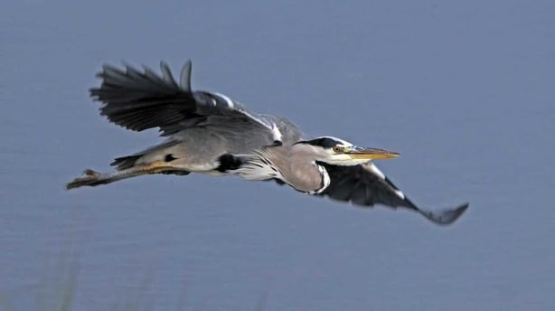 A Grey Heron