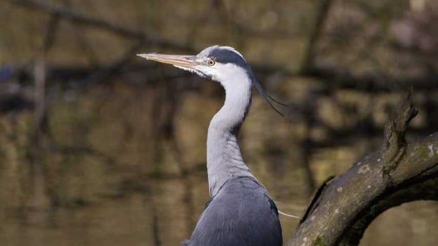 A Grey Heron