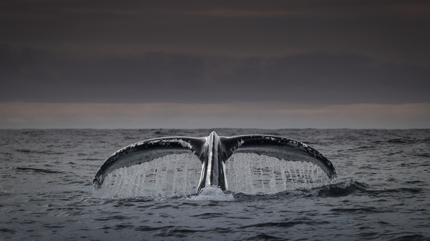 Irelands-Deep-Atlantic