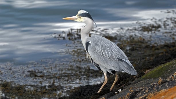 Grey Heron