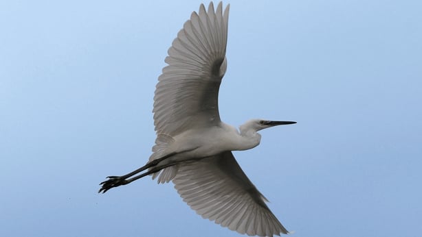 Little-Egret-Photography-Credit-Colum-Clarke-2