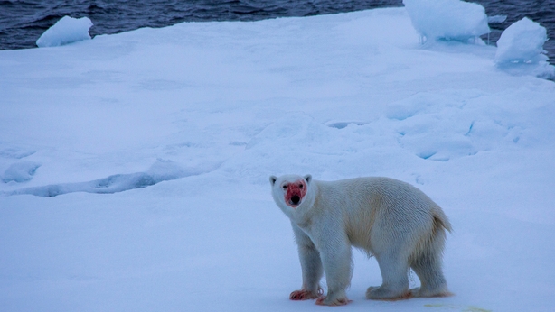 Polar-Bear-1-Photography-Credit-Sindre-Skrede-HR