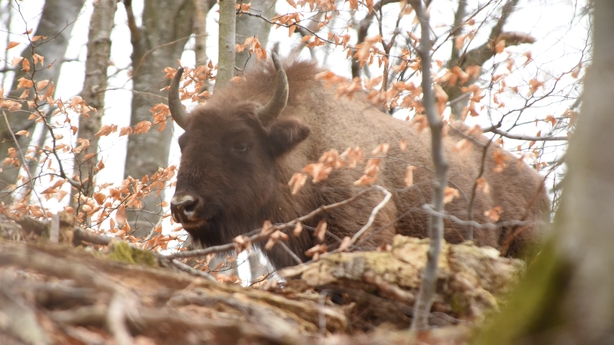 Bison