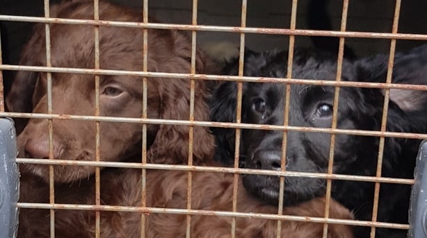 Puppies Found Hidden At Scottish Port Returned To Ireland