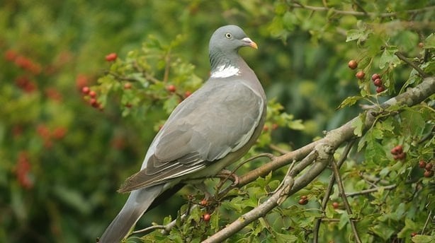 Woodpigeon (photo by John Fox)