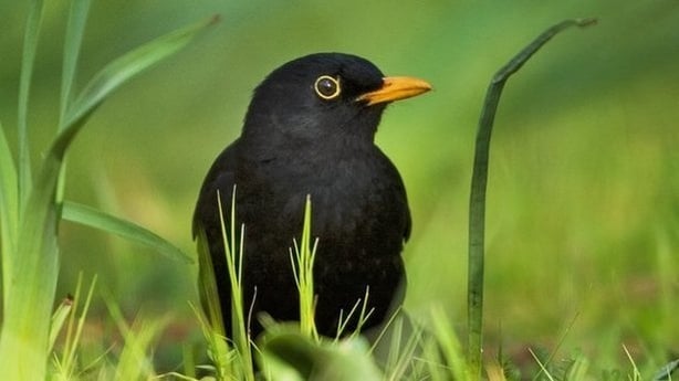 Blackbird