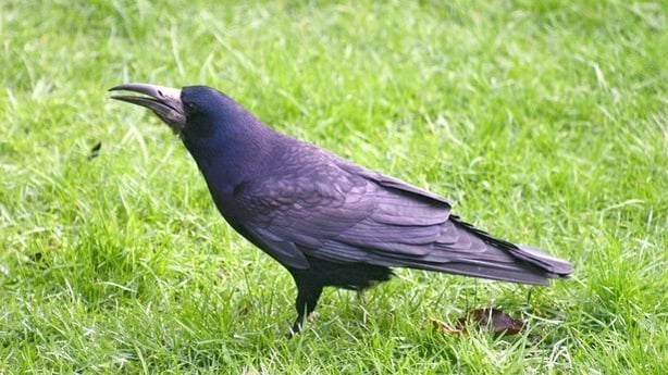 Rook