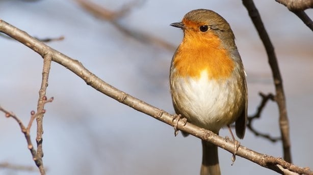 Robin