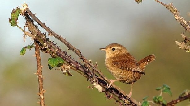 Wren