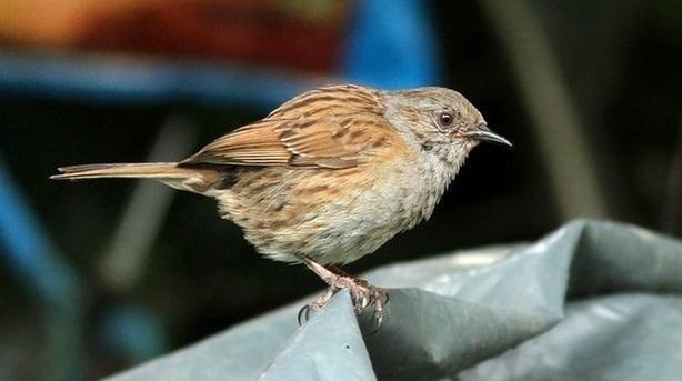 Dunnock