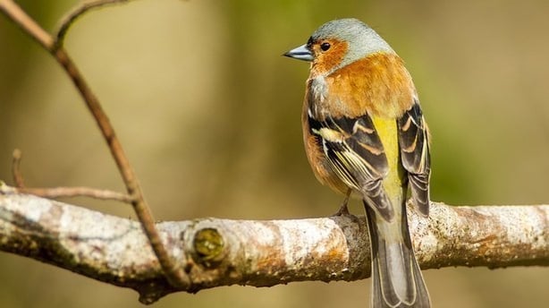 Chaffinch