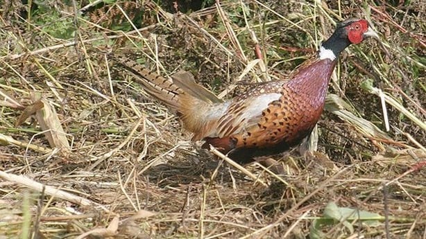 Pheasant