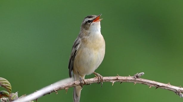 Sedge Warbler