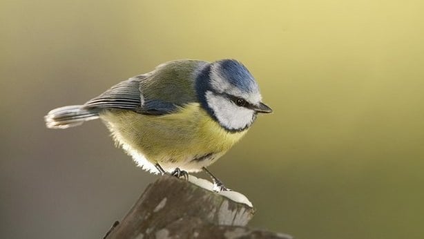 Blue Tit