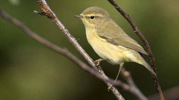 Chiffchaff
