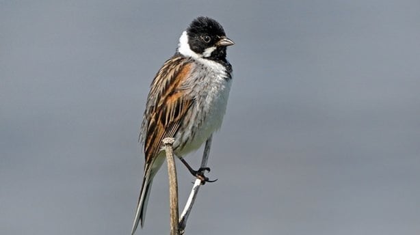 Reed Bunting
