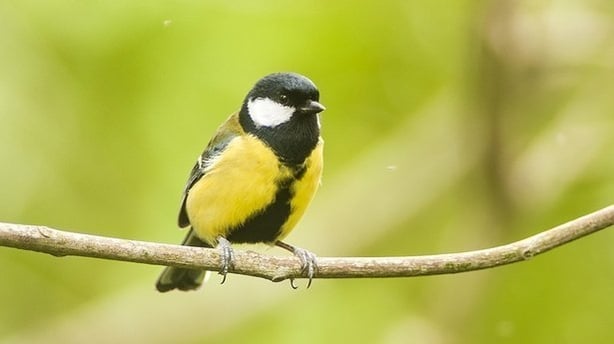 Great Tit