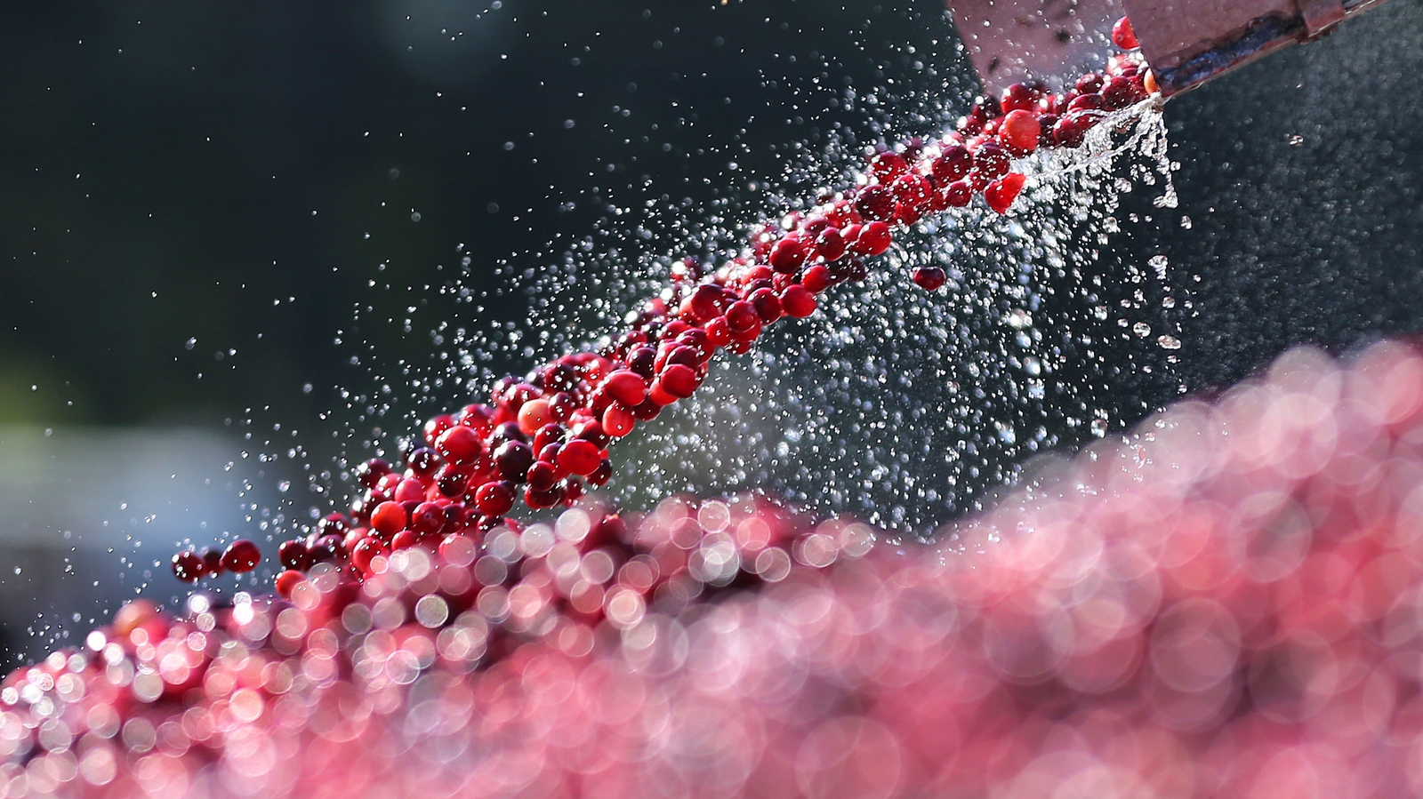 'No evidence' cranberry juice helps urine infections