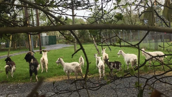A group of around 22 wild goats have been wandering around the area